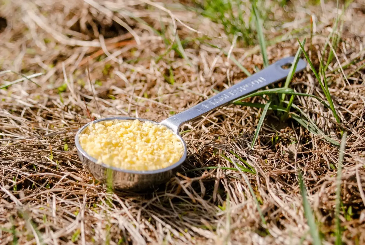 Ant bait station placed near a trail