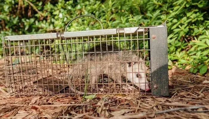 Possum removal Balmain NSW
