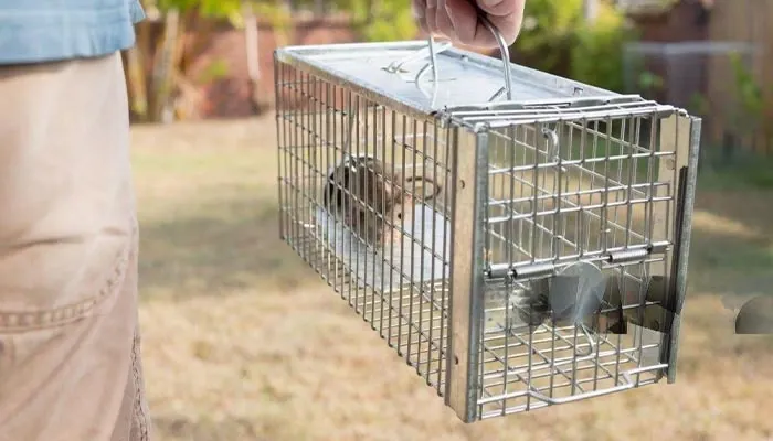 Rodent treatment