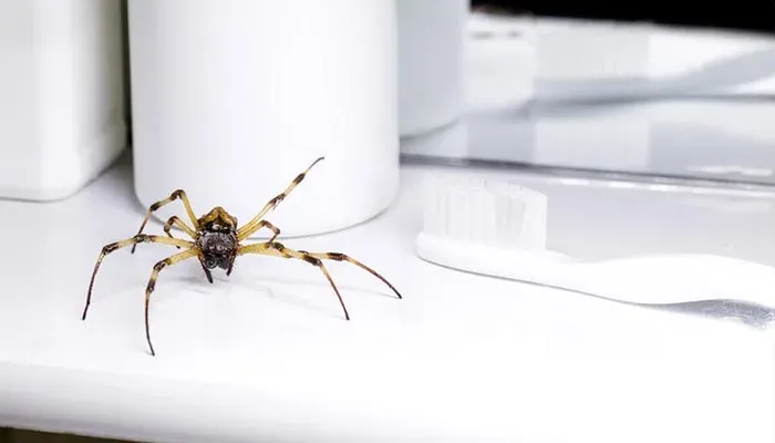 Spider control