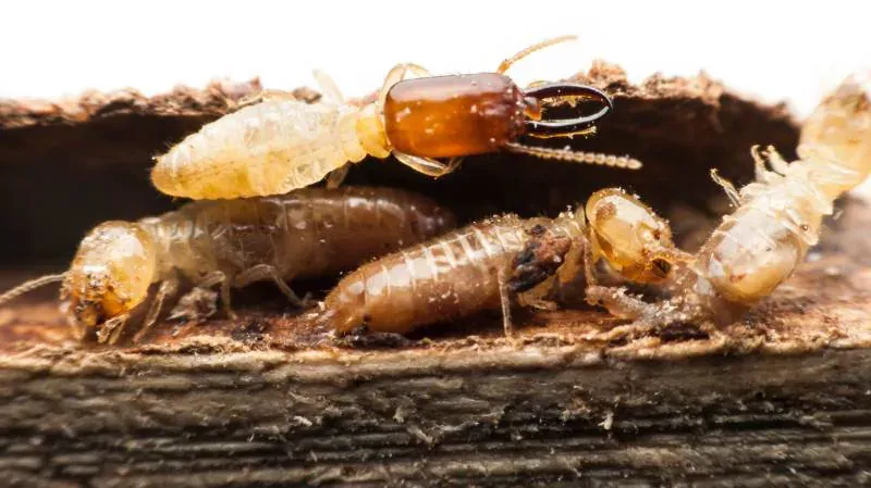 Termite control Manly